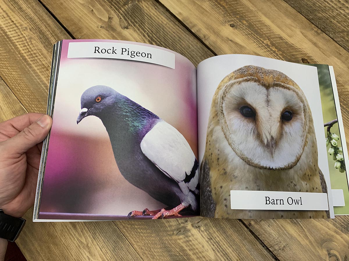 senior-gift-ideas-dementia-birds-book-02